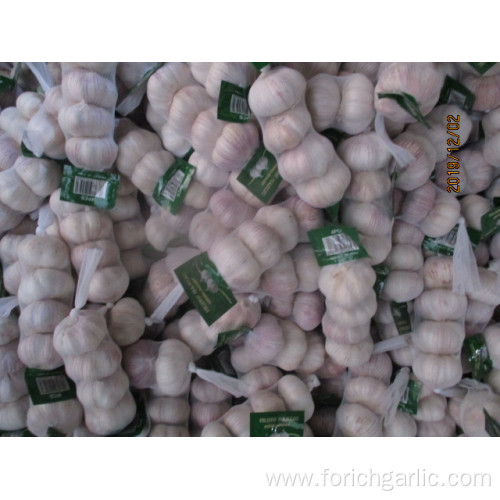 Best Quality Normal White Garlic